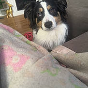 Milo joined the competition — help win amazing prizes! black_and_white, blanket, brown, christmas_tree, couch, cozy, curious, decorations, dog, ears, eyes, fireplace, floor, fur, holiday, indoor, living_room, pet, stockings, toy