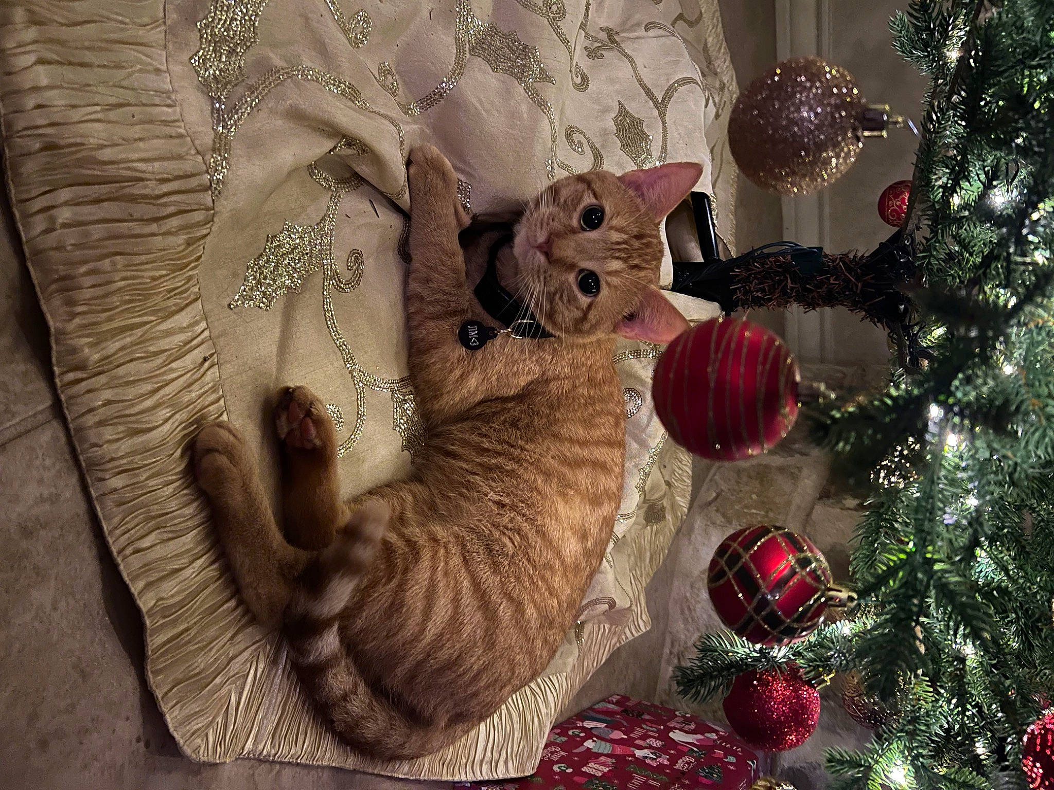 Jim joined the competition — help win amazing prizes! carnivore, cat, christmas, christmas_decoration, christmas_ornament, christmas_tree, decoration, event, fawn, felidae, fur, holiday, holiday_ornament, ornament, plant, small_to_medium_sized_cats, textile, tree, whiskers, wood