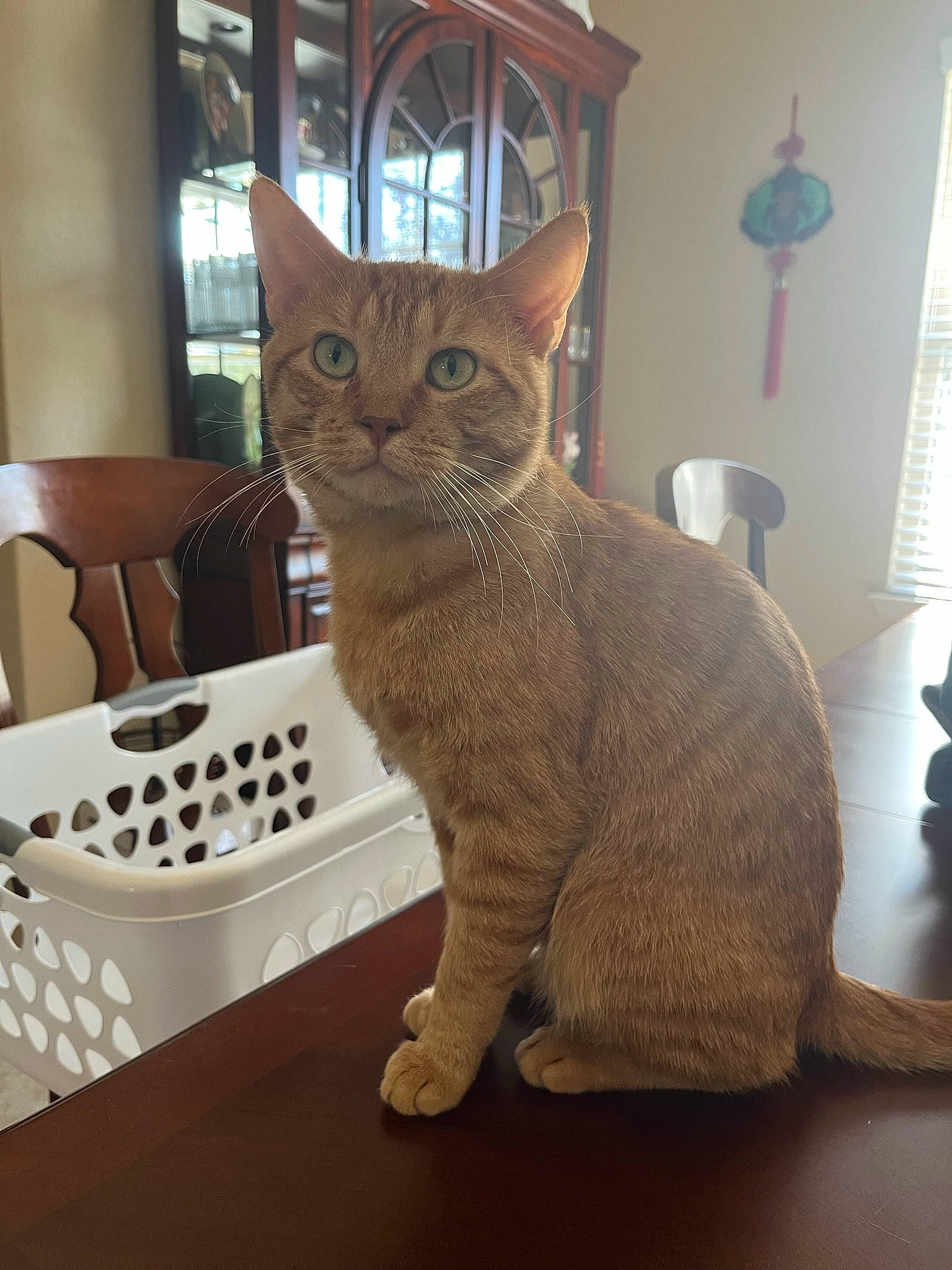 Jim joined the competition — help win amazing prizes! carnivore, cat, cat_supply, comfort, domestic_short_haired_cat, fawn, felidae, fur, paw, pet_supply, small_to_medium_sized_cats, snout, tail, terrestrial_animal, whiskers, window, wood