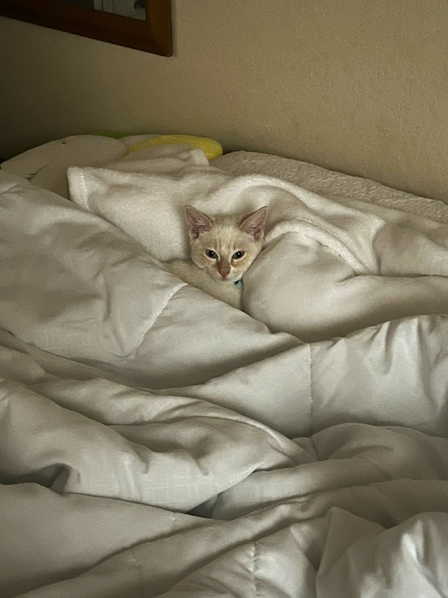 Zoë is registered to the contest to win money with this photo: bed, bed_sheet, bedding, bedroom, beige, carnivore, cat, comfort, duvet, duvet_cover, felidae, fur, grey, linens, mattress, picture_frame, small_to_medium_sized_cats, tail, whiskers, wood