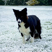 Maya a rejoint le concours — aidez-le/la à gagner de superbes lots ! dog, border_collie, black_and_white, snow, snowy_field, winter, outdoors, standing, animal, pet, canine, fluffy_fur, pointed_ears, long_coat, white_chest, black_fur, nature, grass, trees, portrait