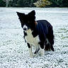 dog, border_collie, black_and_white, snow, snowy_field, winter, outdoors, standing, animal, pet, canine, fluffy_fur, pointed_ears, long_coat, white_chest, black_fur, nature, grass, trees, portrait