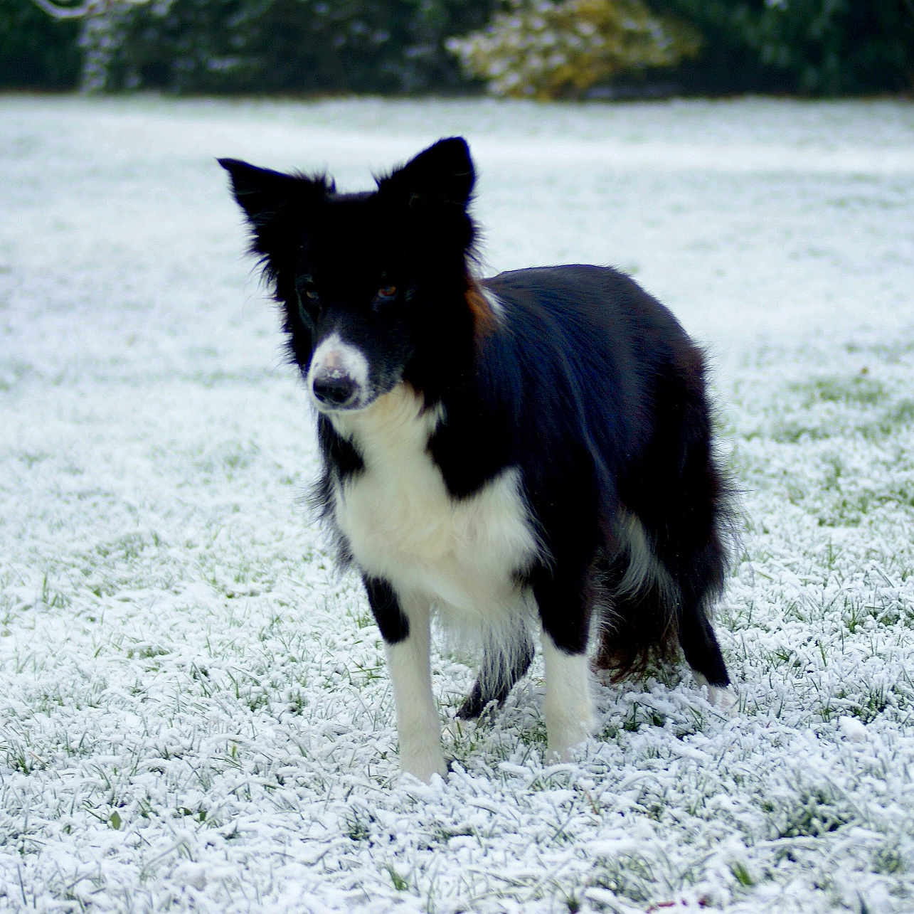 Maya