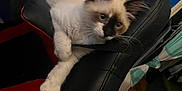 Manchas joined the competition — help win amazing prizes! action_figures, animal, black, blue_wall, casual, cat, decor, fluffy, furniture, gaming_chair, indoor, kitten, paw, pet, red, relaxing, room, superheroes, toy, white