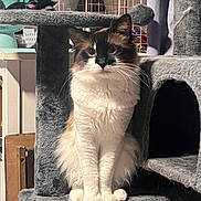 Manchas is registered to the contest to win money with this photo: black_and_white, cat, cat_tree, closeup, cozy, curious, domestic_animal, eyes, feline, fluffy, fur, furniture, household_items, indoor, perched, pet, resting, sitting, soft, whiskers