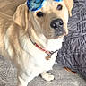 Rocky participe au concours pour gagner de l'argent avec cette photo : dog, labrador, yellow_lab, hat, sunglasses, indoor, carpet, toy, pet, animal, collar, playful, cute, looking_up, floor, furniture, home, accessory, bright, standing