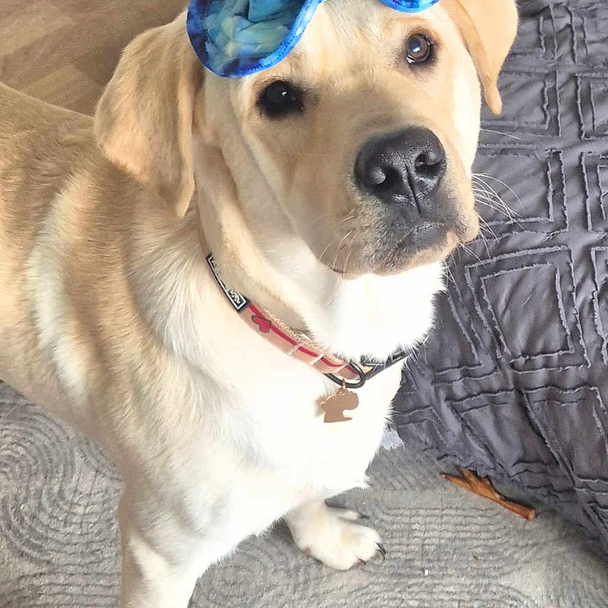 Rocky participe au concours pour gagner de l'argent avec cette photo : dog, labrador, yellow_lab, hat, sunglasses, indoor, carpet, toy, pet, animal, collar, playful, cute, looking_up, floor, furniture, home, accessory, bright, standing