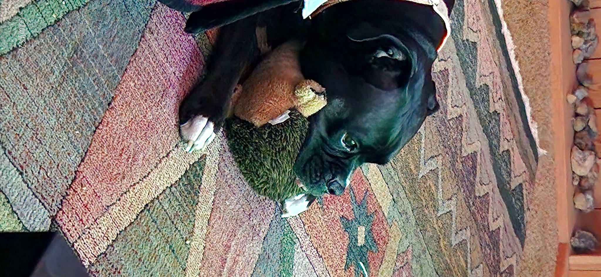 Grimm is registered to the contest to win money with this photo: art, canidae, carnivore, dog, dog_breed, fashion_accessory, fawn, fun, grass, hat, organism, pattern, personal_protective_equipment, sculpture, snout, sporting_group, tints_and_shades, visual_arts, wood, working_animal