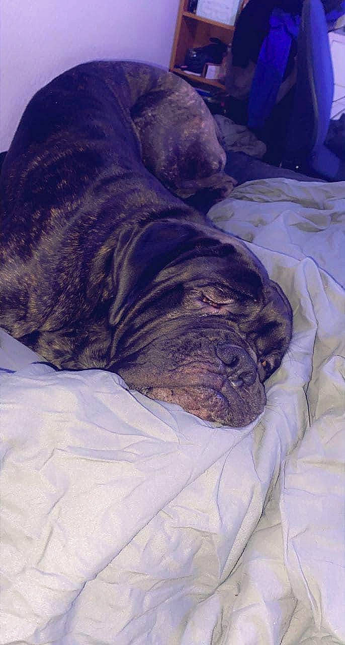 Sage joined the competition — help win amazing prizes! bedding, canidae, carnivore, comfort, companion_dog, dog, dog_breed, duvet, electric_blue, fawn, felidae, fur, grey, linens, nap, sleeve, small_to_medium_sized_cats, snout, sporting_group, wrinkle