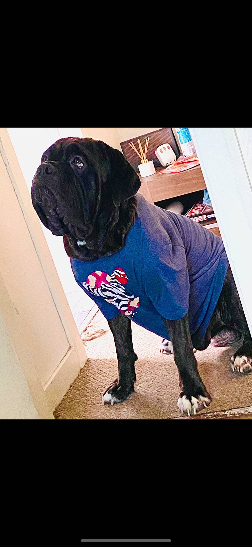 Sage is registered to the contest to win money with this photo: carnivore, collar, companion_dog, dog, dog_breed, dog_clothes, dog_collar, dog_supply, door, electric_blue, fawn, leash, pet_supply, pug, sleeve, snout, sporting_group, sportswear, toy_dog, working_animal