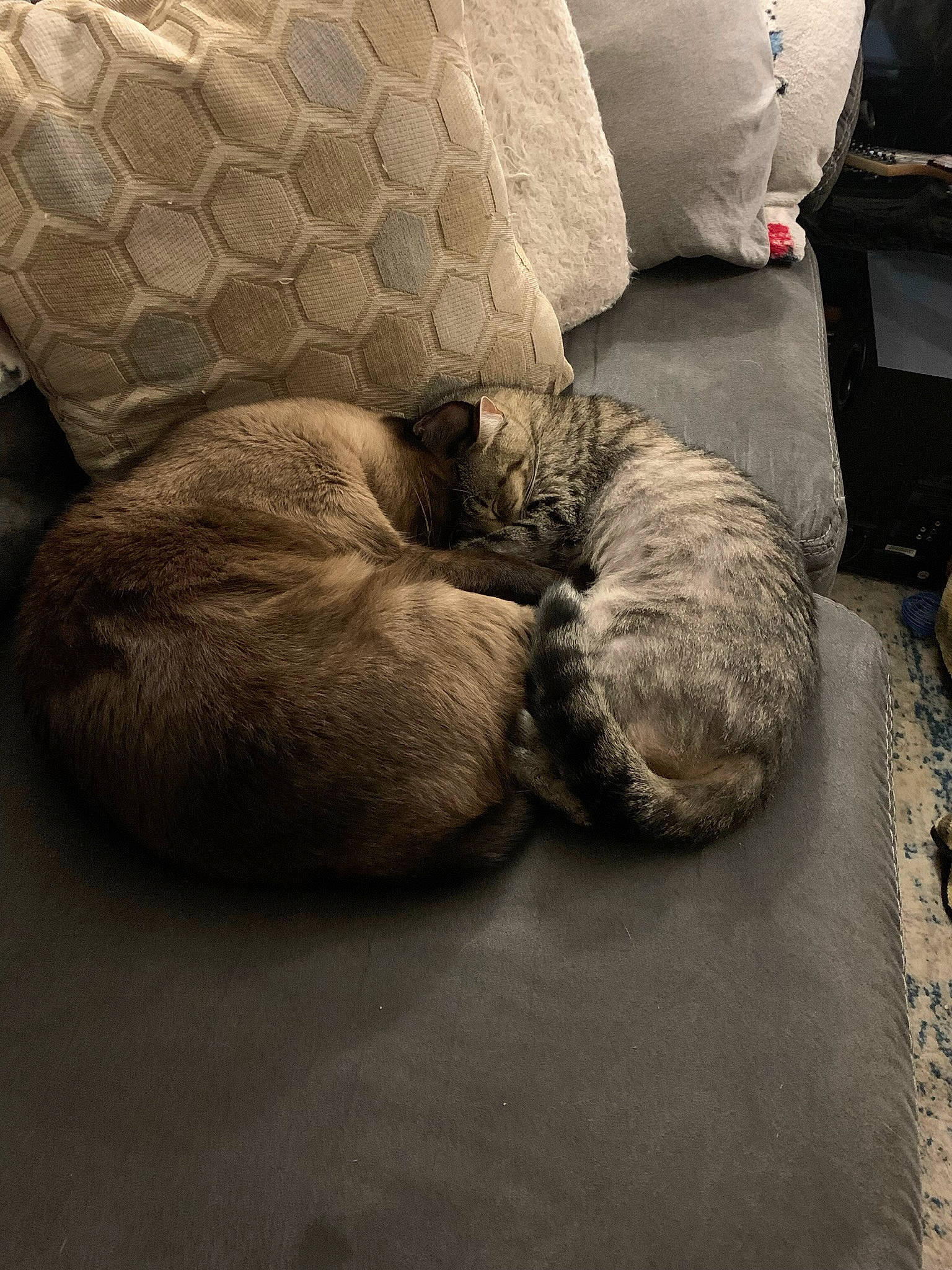 Jax joined the competition — help win amazing prizes! carnivore, cat, comfort, companion_dog, couch, domestic_short_haired_cat, fawn, felidae, flooring, fur, grey, linens, nap, paw, small_to_medium_sized_cats, snout, sporting_group, tail, terrestrial_animal, whiskers