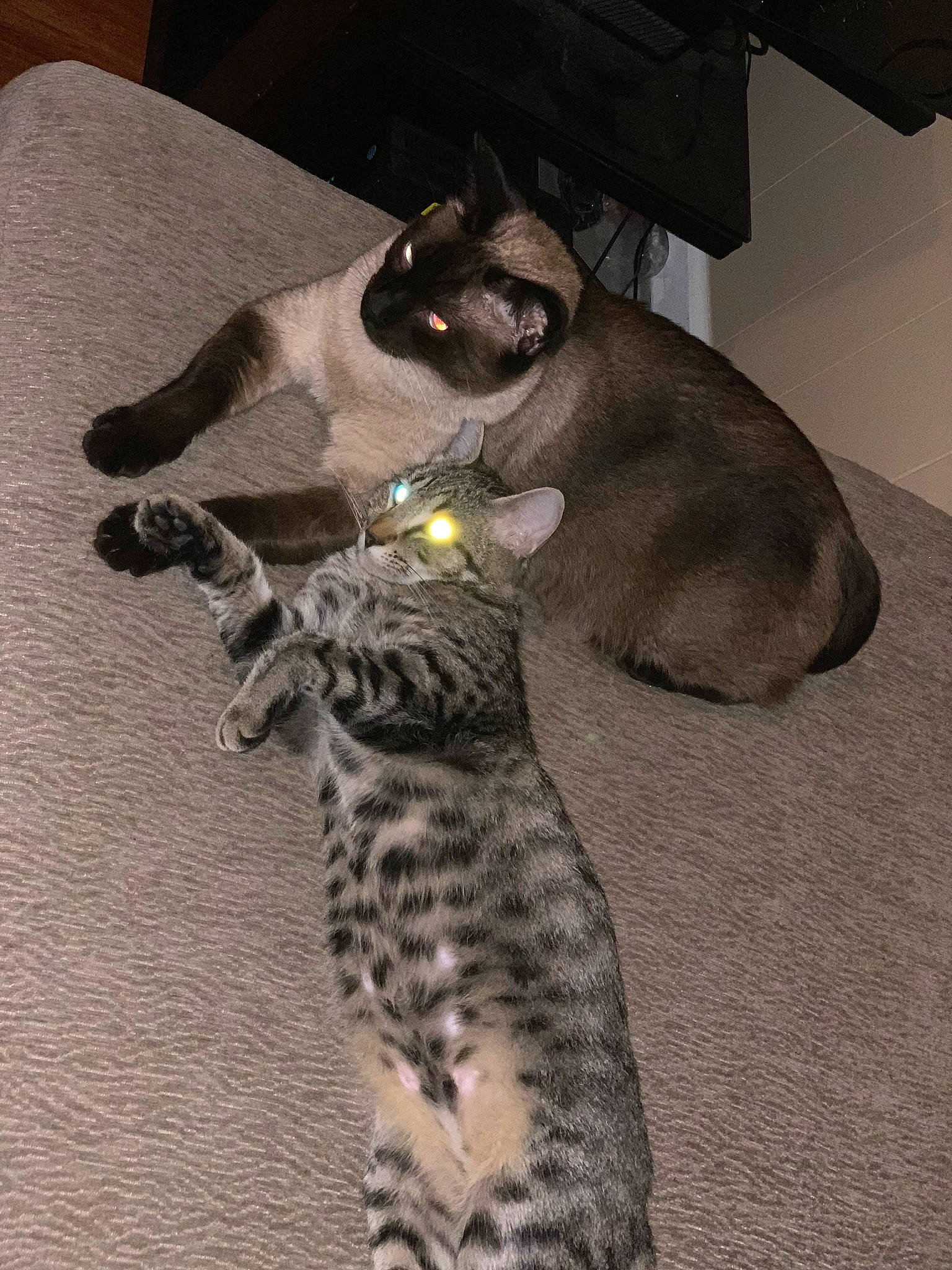 Jax joined the competition — help win amazing prizes! bed, black_cat, carnivore, cat, claw, comfort, domestic_short_haired_cat, eyewear, fawn, felidae, fur, grey, havana_brown, linens, paw, small_to_medium_sized_cats, snout, tail, terrestrial_animal, whiskers