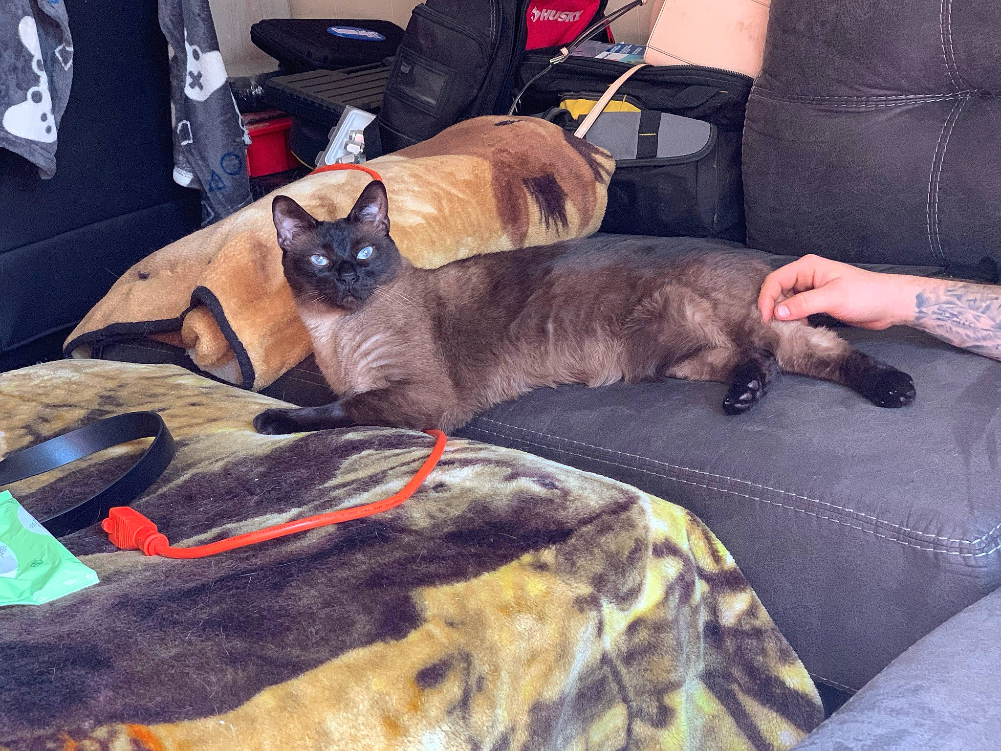 Jax is registered to the contest to win money with this photo: canidae, carnivore, cat, comfort, companion_dog, dog_breed, domestic_short_haired_cat, fawn, felidae, lap, luggage_and_bags, mammal, siamese, small_to_medium_sized_cats, snout, sporting_group, tail, thai, vertebrate, whiskers