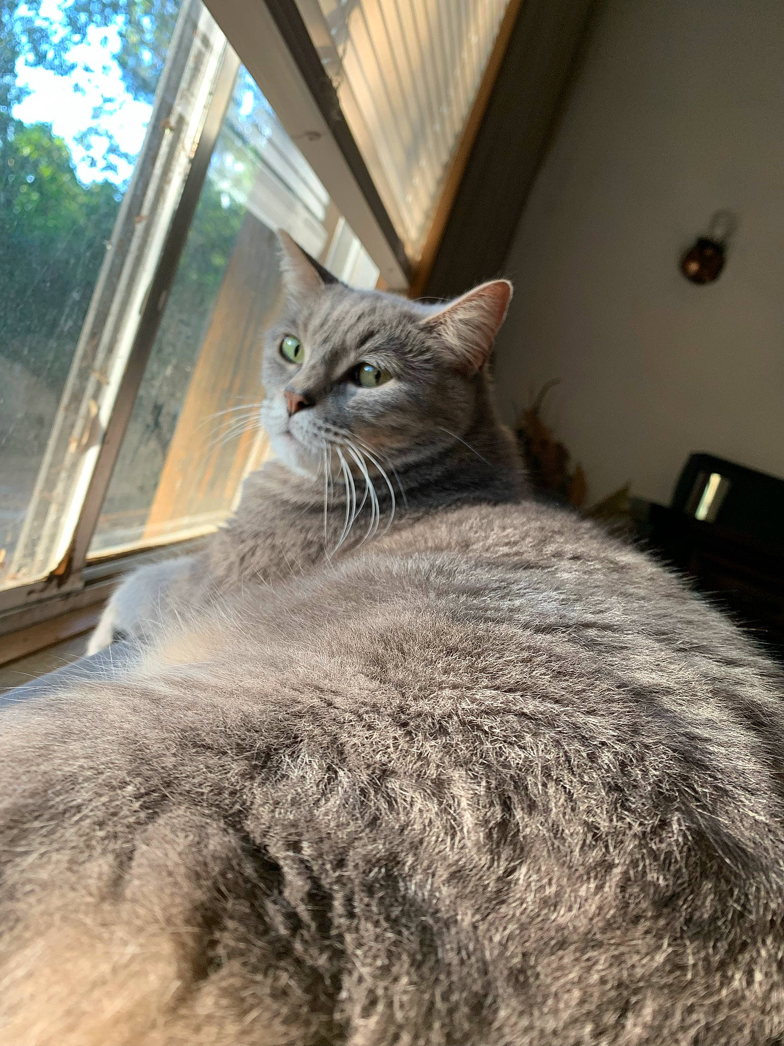 Sophie joined the competition — help win amazing prizes! carnivore, cat, comfort, domestic_short_haired_cat, door, fawn, felidae, fur, grey, mammal, sky, small_to_medium_sized_cats, snout, tail, terrestrial_animal, tree, whiskers, wildlife, window, wood