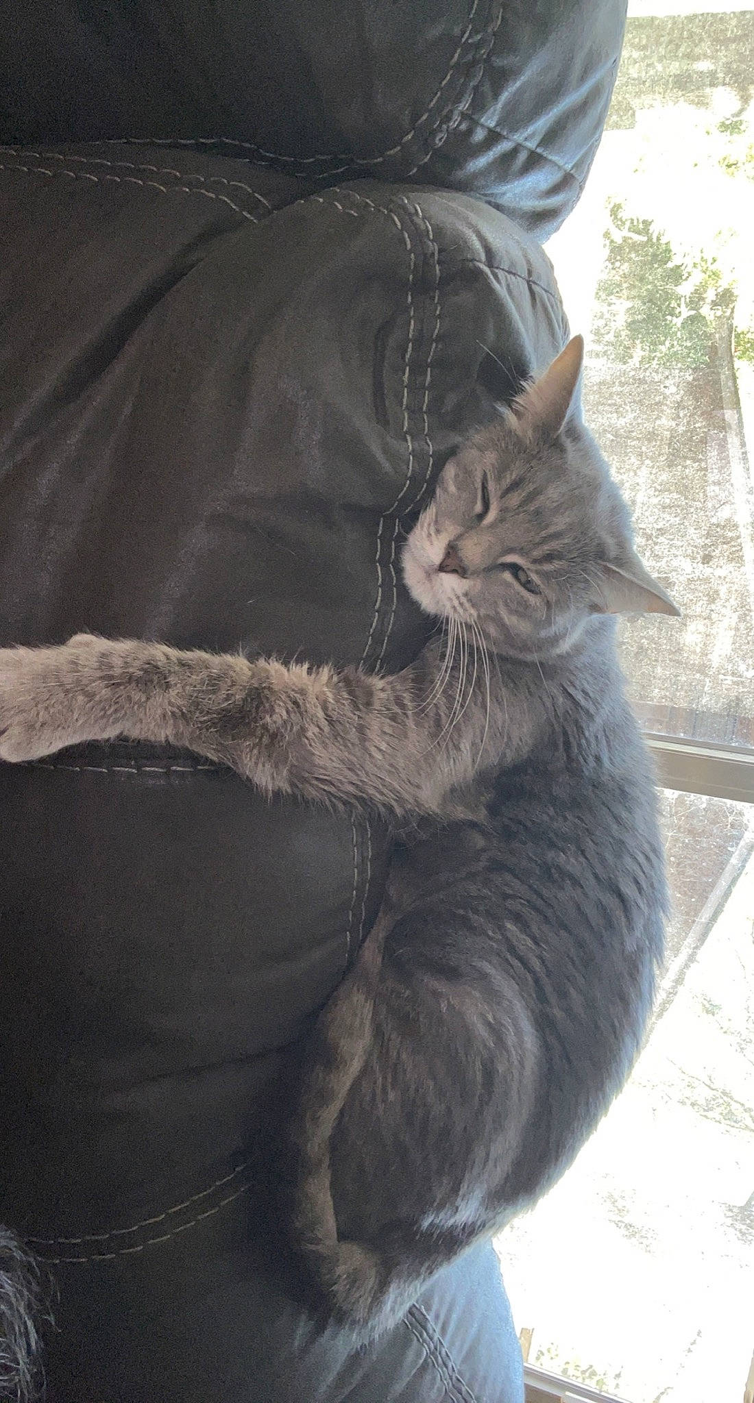 Sophie joined the competition — help win amazing prizes! black_cat, carnivore, cat, comfort, domestic_short_haired_cat, fawn, felidae, fur, gesture, grey, human_leg, russian_blue, small_to_medium_sized_cats, snout, tail, tree, trunk, whiskers, window, winter