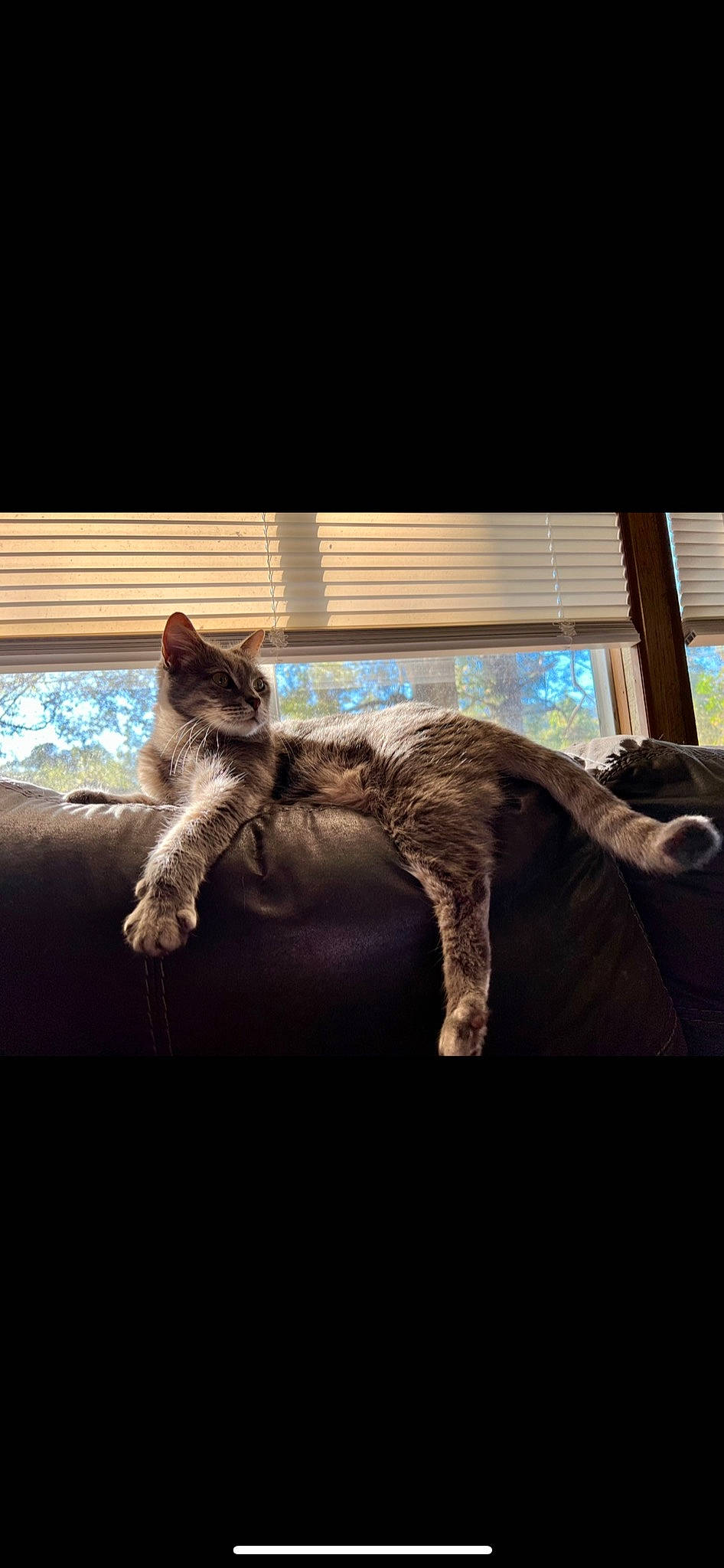 Sophie joined the competition — help win amazing prizes! carnivore, cat, claw, comfort, darkness, domestic_short_haired_cat, felidae, fur, night, paw, plant, room, shadow, small_to_medium_sized_cats, tail, tints_and_shades, tree, whiskers, window, wood