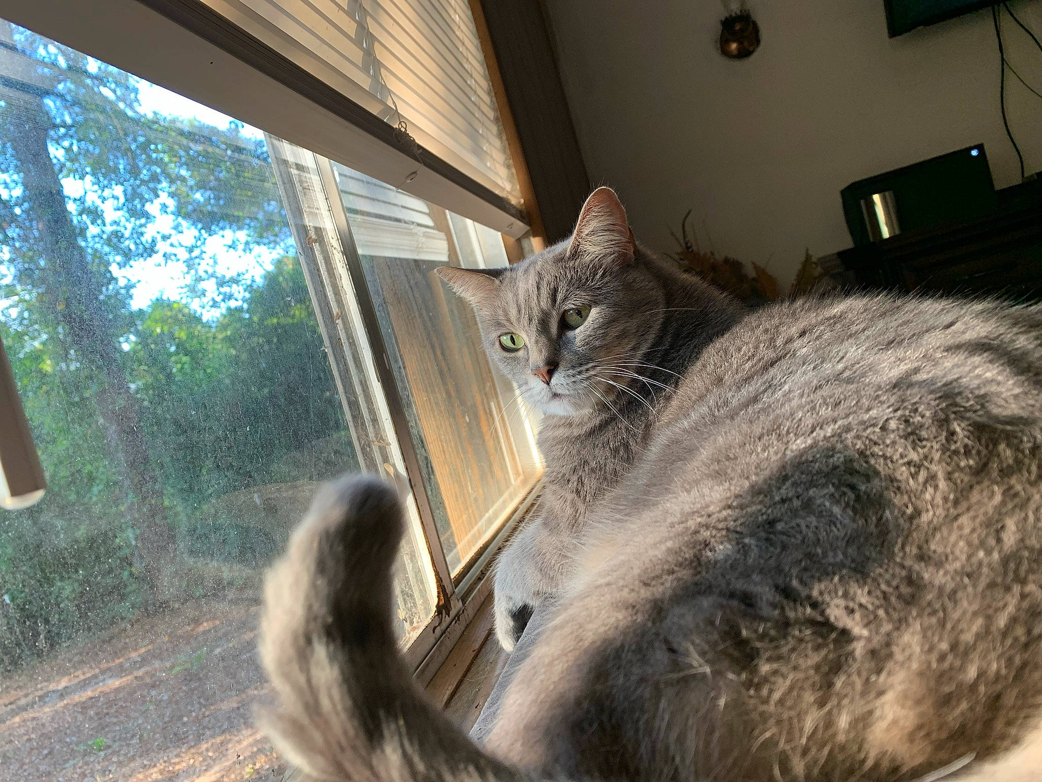 Sophie joined the competition — help win amazing prizes! carnivore, cat, domestic_short_haired_cat, fawn, felidae, fur, grey, paw, plant, small_to_medium_sized_cats, snout, sunlight, tail, tints_and_shades, tree, vertebrate, whiskers, wildlife, window, wood
