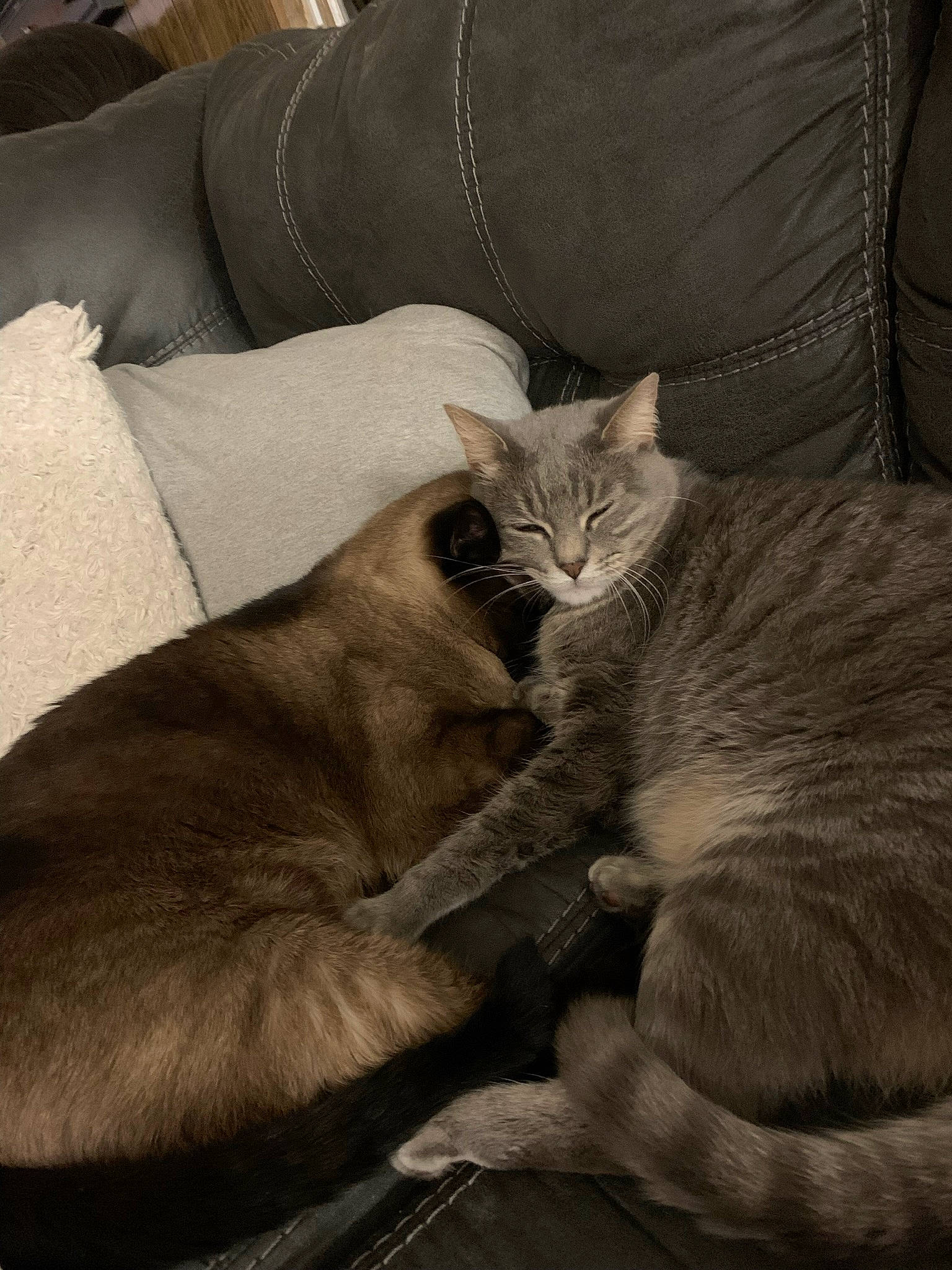 Sophie is registered to the contest to win money with this photo: bed, carnivore, cat, cat_supply, claw, comfort, couch, domestic_short_haired_cat, ear, fawn, felidae, fur, grey, nap, paw, sleep, small_to_medium_sized_cats, tail, terrestrial_animal, whiskers