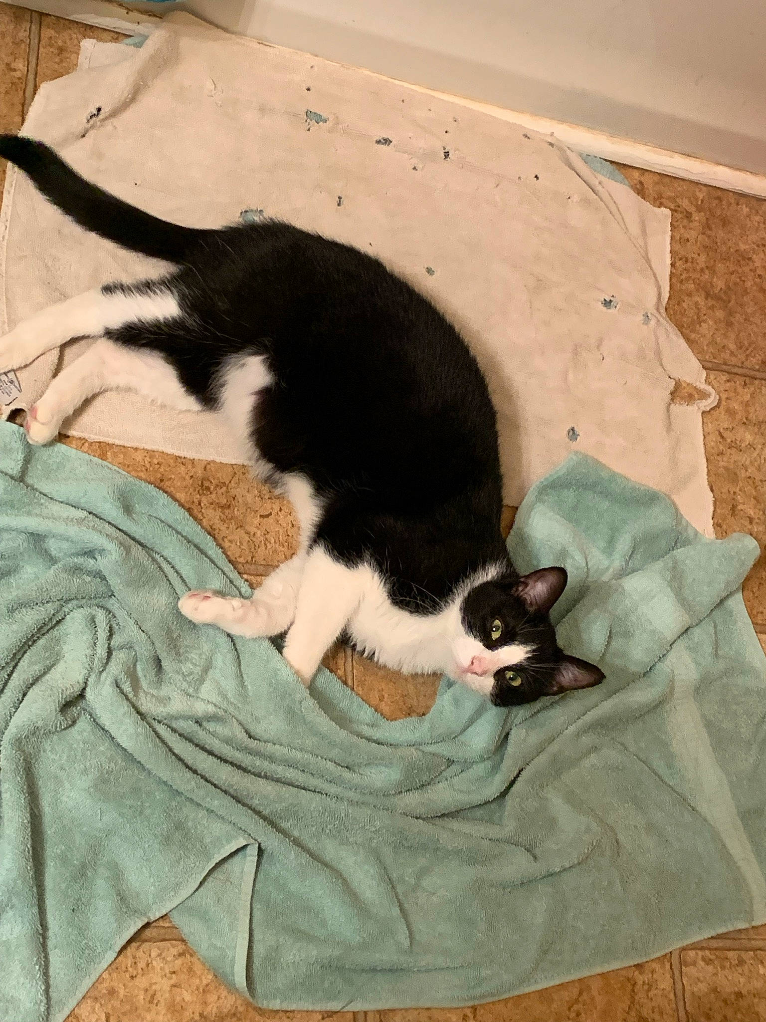 Nona is registered to the contest to win money with this photo: carnivore, cat, comfort, dog_breed, domestic_short_haired_cat, felidae, flooring, fur, illustration, linens, nap, paw, shadow, small_to_medium_sized_cats, tail, terrestrial_animal, textile, tints_and_shades, whiskers, wood