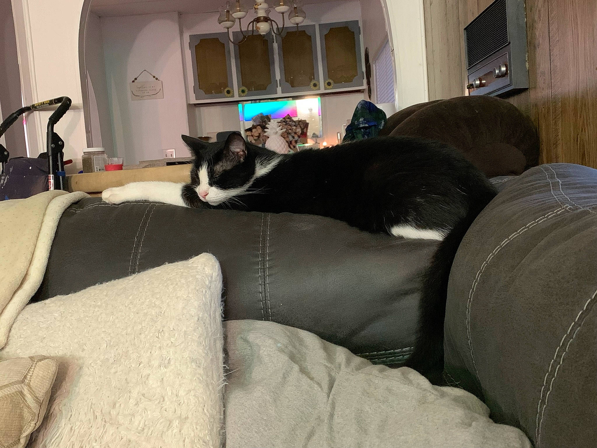 Nona is registered to the contest to win money with this photo: carnivore, cat, comfort, couch, felidae, floor, flooring, furniture, grey, interior_design, lighting, living_room, room, small_to_medium_sized_cats, snout, studio_couch, tail, textile, whiskers, window