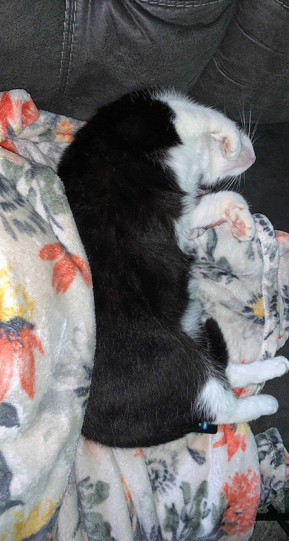 Nona is registered to the contest to win money with this photo: canidae, carmine, carnivore, cat, claw, comfort, dog_breed, domestic_short_haired_cat, felidae, foot, fur, lap, nap, paw, sleep, small_to_medium_sized_cats, snout, sporting_group, tail, whiskers