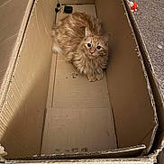 Murphy is registered to the contest to win money with this photo: cat, orange_cat, fluffy, cardboard_box, pet, animal, indoor, curious, feline, box, fur, whiskers, cute, looking_up, toy, carpet, cozy, resting, domestic_animal, closeup