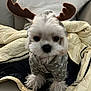 Lego joined the competition — help win amazing prizes! dog, pet, costume, reindeer_ears, white_fur, polka_dot, jacket, couch, indoor, fur, cute, small_dog, animal, cozy, sitting, looking, soft_lighting, winter_wear, furry_paws, household