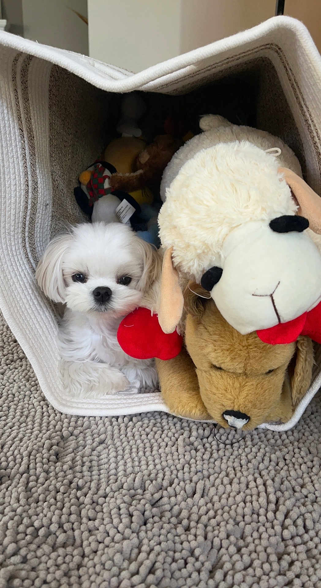Lego joined the competition — help win amazing prizes! puppy, dog, white, fluffy, stuffed_animals, plush, basket, carpet, indoor, cozy, small_dog, toy, fabric, texture, cute, pet, resting, animal, snug, home