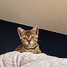 Vinya a rejoint le concours — aidez-le/la à gagner de superbes lots ! kitten, cat, tabby, pet, animal, cute, feline, curious, blanket, soft, cozy, indoor, young, small, fur, whiskers, ears, eyes, resting, portrait