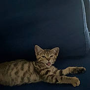 Vinya participe au concours pour gagner de l'argent avec cette photo : kitten, cat, tabby, feline, pet, indoor, couch, blue_couch, stretching, sleepy, young_cat, animal, mammal, paw, fur, whiskers, cute, relaxed, domestic_animal, resting