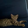 kitten, cat, tabby, feline, pet, indoor, couch, blue_couch, stretching, sleepy, young_cat, animal, mammal, paw, fur, whiskers, cute, relaxed, domestic_animal, resting
