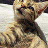 kitten, cat, tabby, fur, pet, animal, cute, whiskers, ears, eyes, tongue, sunlight, indoor, cozy, closeup, portrait, feline, young, sleepy, resting
