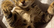 Vinya participe au concours pour gagner de l'argent avec cette photo : kitten, cat, tabby, paw, fur, whiskers, blanket, soft, cute, pet, animal, feline, sleeping, resting, closeup, indoors, sunlight, relaxed, young, adorable
