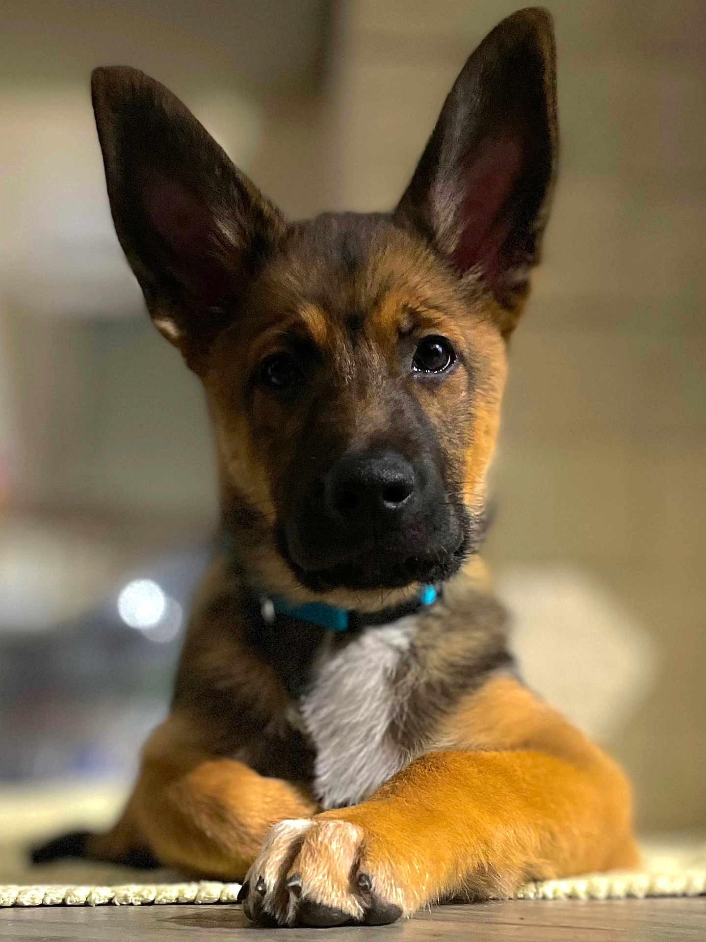 Rayban a rejoint le concours — aidez-le/la à gagner de superbes lots ! puppy, dog, animal, pet, ears, paws, fur, collar, cute, portrait, indoor, relaxed, young, brown, black, white, closeup, face, expression, domestic