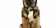 Rayban participe au concours pour gagner de l'argent avec cette photo : dog, german_shepherd, puppy, pet, animal, ears, collar, sitting, fur, cute, portrait, white_background, canine, looking, alert, young_dog, domestic_animal, mammal, friendly, adorable