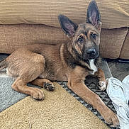 Rayban a rejoint le concours — aidez-le/la à gagner de superbes lots ! dog, puppy, brown_fur, ears, carpet, couch, indoor, pet, animal, laying_down, curious, looking_at_camera, paw, fur, young, cozy, floor, white_cloth, domestic, companion