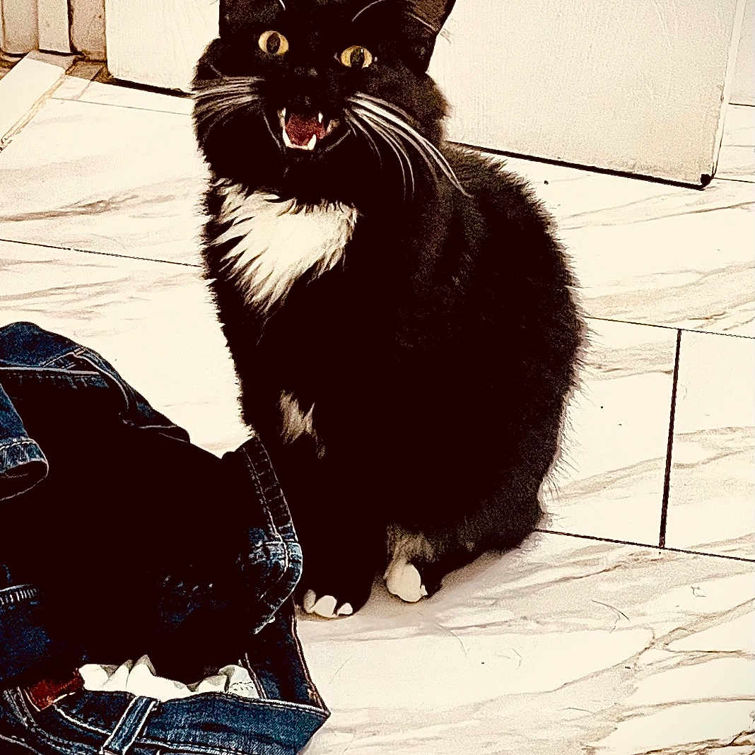 Niko Oliver is registered to the contest to win money with this photo: animal, black_and_white, cat, clothing, domestic_animal, ears, eyes, floor, fur, home, indoor, jeans, mouth, open_mouth, pet, sitting, tile_floor, tuxedo_cat, whiskers, white_paws