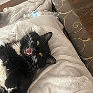 Niko Oliver joined the competition — help win amazing prizes! cat, tuxedo_cat, black_and_white, yellow_eyes, whiskers, open_mouth, blanket, cozy, indoor, wooden_floor, cushion, patterned_cushion, pet, fur, playful, lying_down, close_up, domestic, resting, cute