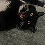 Niko Oliver joined the competition — help win amazing prizes! cat, black_cat, white_fur, yellow_eyes, whiskers, pet, animal, feline, lying_down, blanket, soft_texture, indoor, close_up, mouth_open, playful, fur, cute, domestic_animal, resting, expression