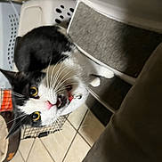 Gwendolyn Stacy is registered to the contest to win money with this photo: abyssinian, alloywheel, animal, car, carwheel, cat, computer, electronics, indoors, kitten, laptop, machine, manx, pc, pet, spoke, tire, transportation, vehicle, wheel