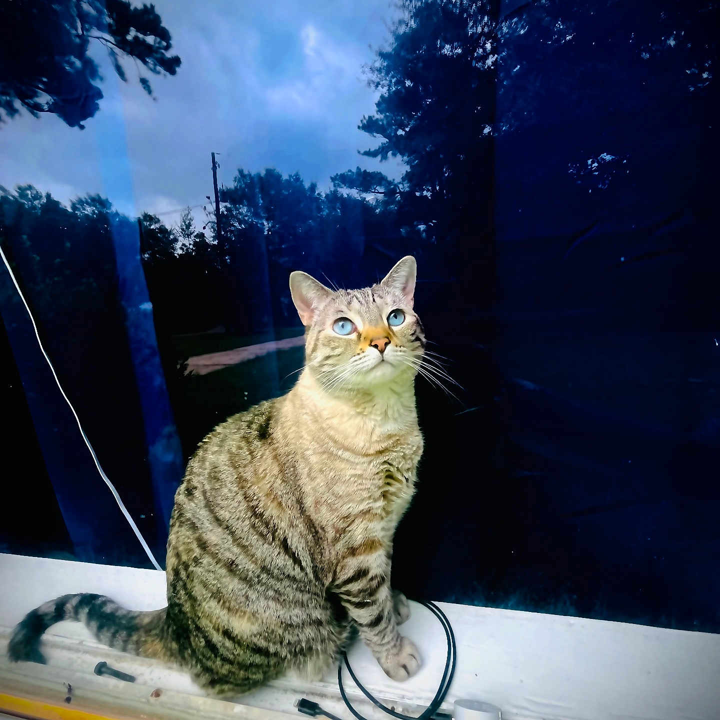 Ash Leighann joined the competition — help win amazing prizes! animal, blue_eyes, cable, cat, close_up, curious, daylight, fur, indoor, looking_up, object, pet, portrait, reflection, sitting, sky, tabby_cat, trees, whiskers, window