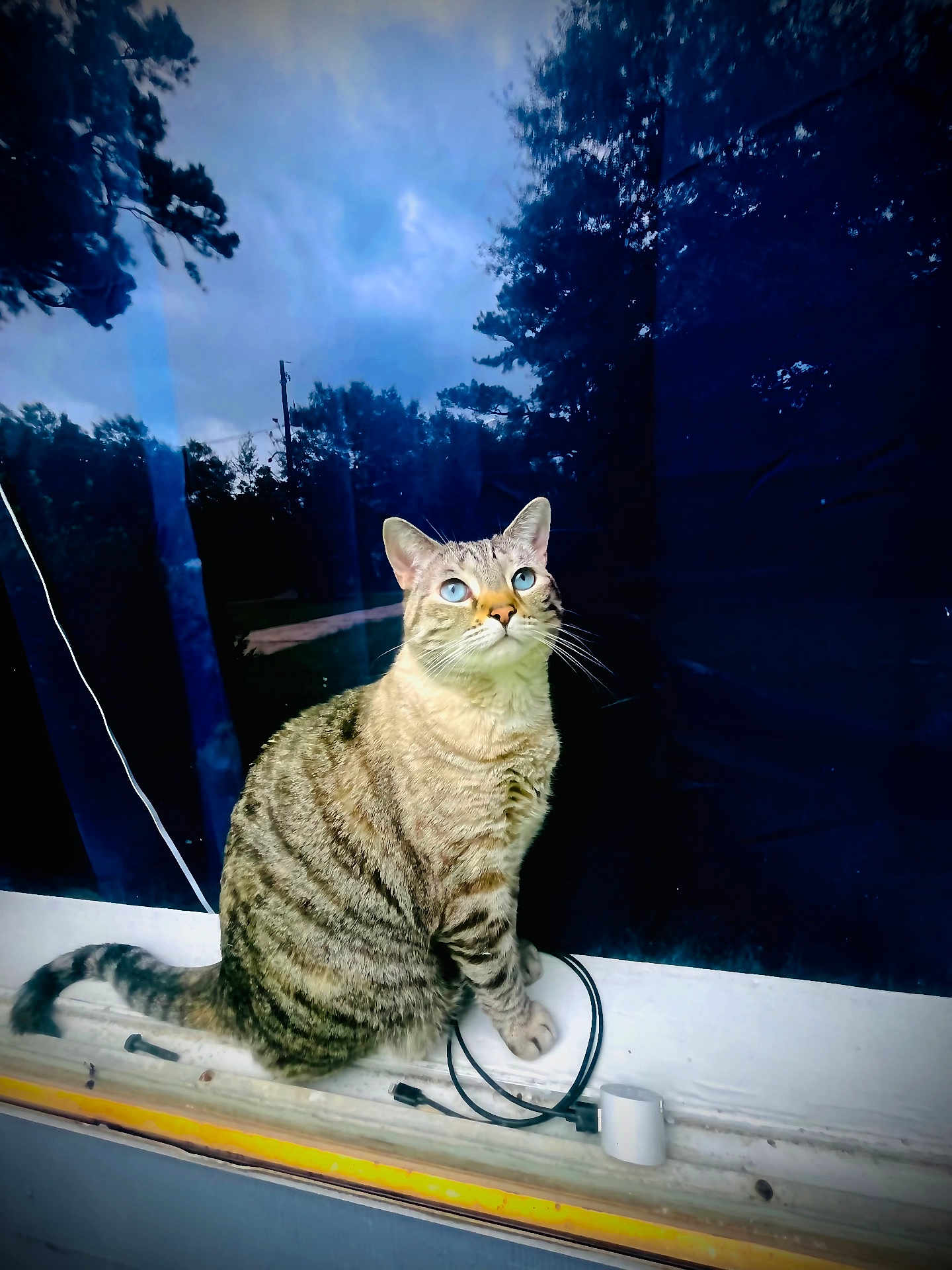 Ash Leighann joined the competition — help win amazing prizes! cat, tabby_cat, blue_eyes, window, reflection, sky, trees, indoor, curious, sitting, fur, whiskers, cable, object, daylight, portrait, animal, pet, looking_up, close_up