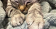 Ash Leighann joined the competition — help win amazing prizes! animal, blanket, cat, claws, closeup, comfort, cozy, cute, ears, fur, indoor, nap, paws, pet, relaxation, resting, sleeping, soft_texture, tabby_cat, whiskers