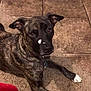 Zoey Leighann is registered to the contest to win money with this photo: accessories, animal, boxer, bulldog, canine, dog, face, greatdane, head, hound, husky, indoors, labradorretriever, leash, person, pet, pitbull, puppy, snout, strap