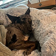 Koa Jasper is registered to the contest to win money with this photo: dog, sleeping, blanket, cozy, resting, indoor, fur, pet, comfort, napping, brown, black, ears, paw, relaxed, home, soft, fur_texture, animal, canine