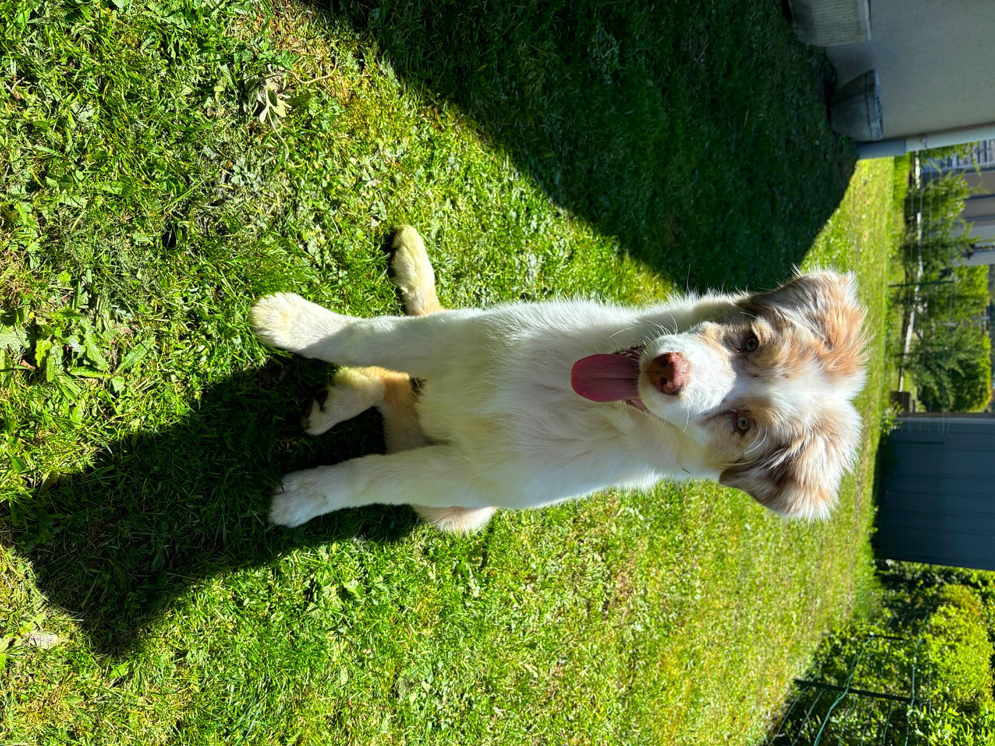 Vasco participe au concours pour gagner de l'argent avec cette photo : canidae, carnivore, collar, companion_dog, dog, dog_breed, dog_collar, fawn, grass, groundcover, plant, shadow, sporting_group, tail, tree, working_animal