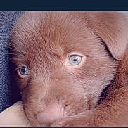 Baloo participe au concours pour gagner de l'argent avec cette photo : puppy, dog, close_up, brown_fur, blue_eyes, cute, pet, animal, snuggling, soft_fur, portrait, young, canine, adorable, domestic_animal, face, fur_texture, resting, nose, whiskers