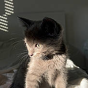 Ace participe au concours pour gagner de l'argent avec cette photo : animal, bed, blanket, cat, cozy, cute, domestic_cat, feline, fur, gray_cat, indoor, kitten, pet, portrait, resting, shadow, soft_light, sunlight, whiskers, young_cat