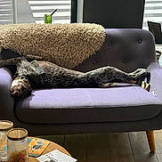 Ariette a rejoint le concours — aidez-le/la à gagner de superbes lots ! dog, couch, indoor, window, wooden_floor, throw_blanket, table, jars, papers, crosswalk, relaxed, sprawled, upside_down, purple_furniture, cozy, leash, collar, light, daylight, home