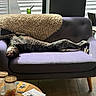dog, couch, indoor, window, wooden_floor, throw_blanket, table, jars, papers, crosswalk, relaxed, sprawled, upside_down, purple_furniture, cozy, leash, collar, light, daylight, home